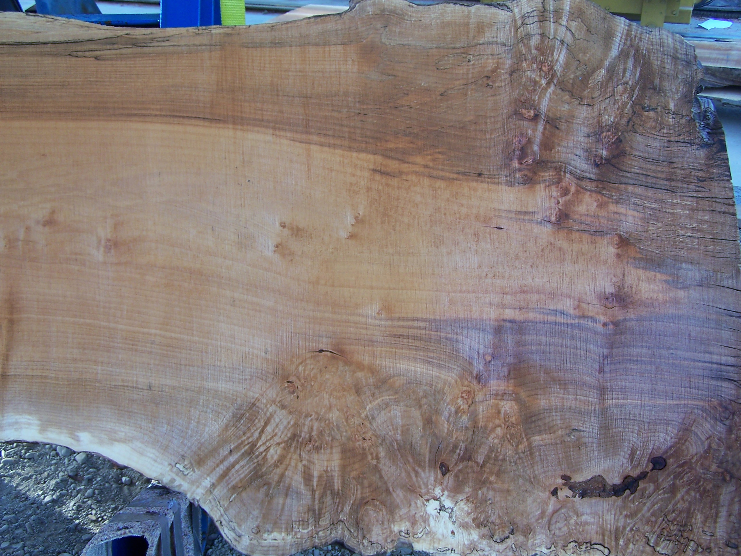 Maple Slab 57203 Close