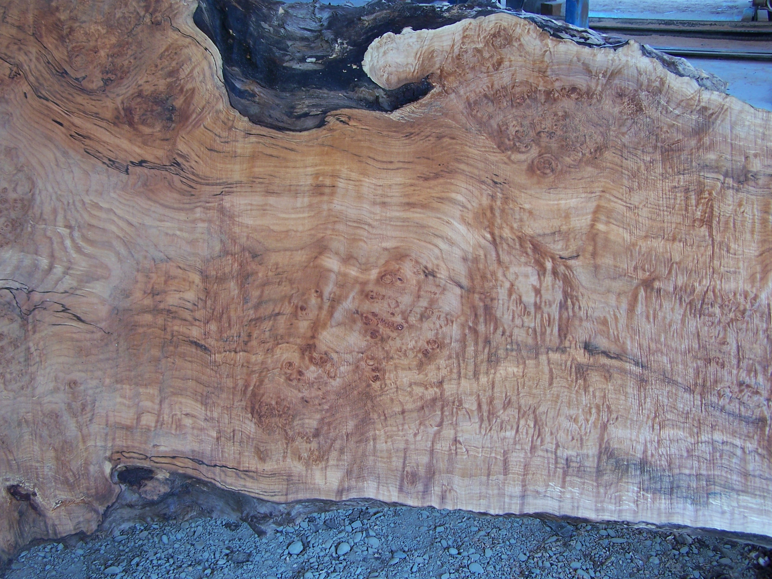 Maple Slab 57207a