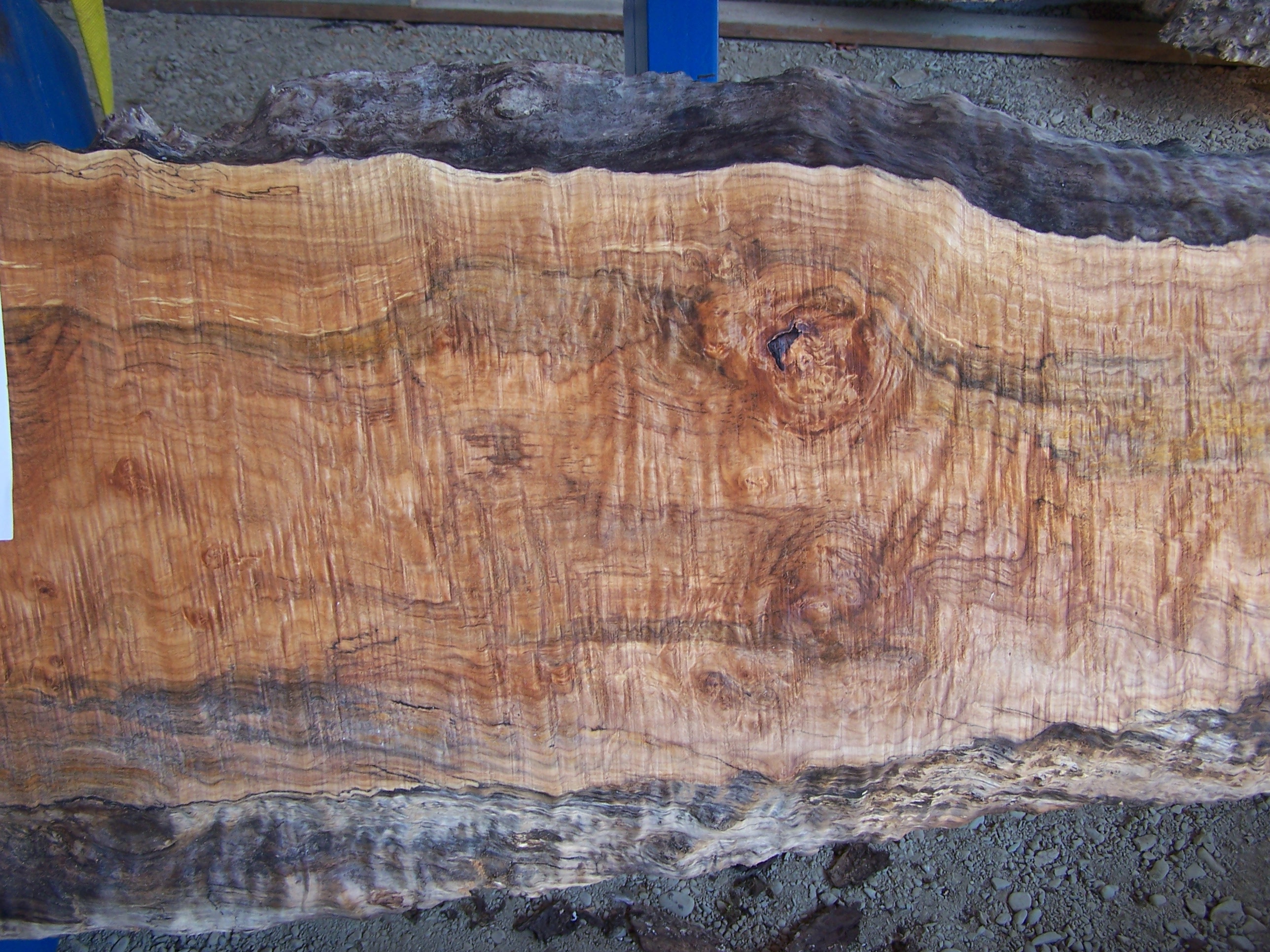 Maple Slab 57207b