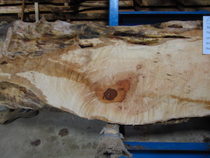 Maple Slab 6069a